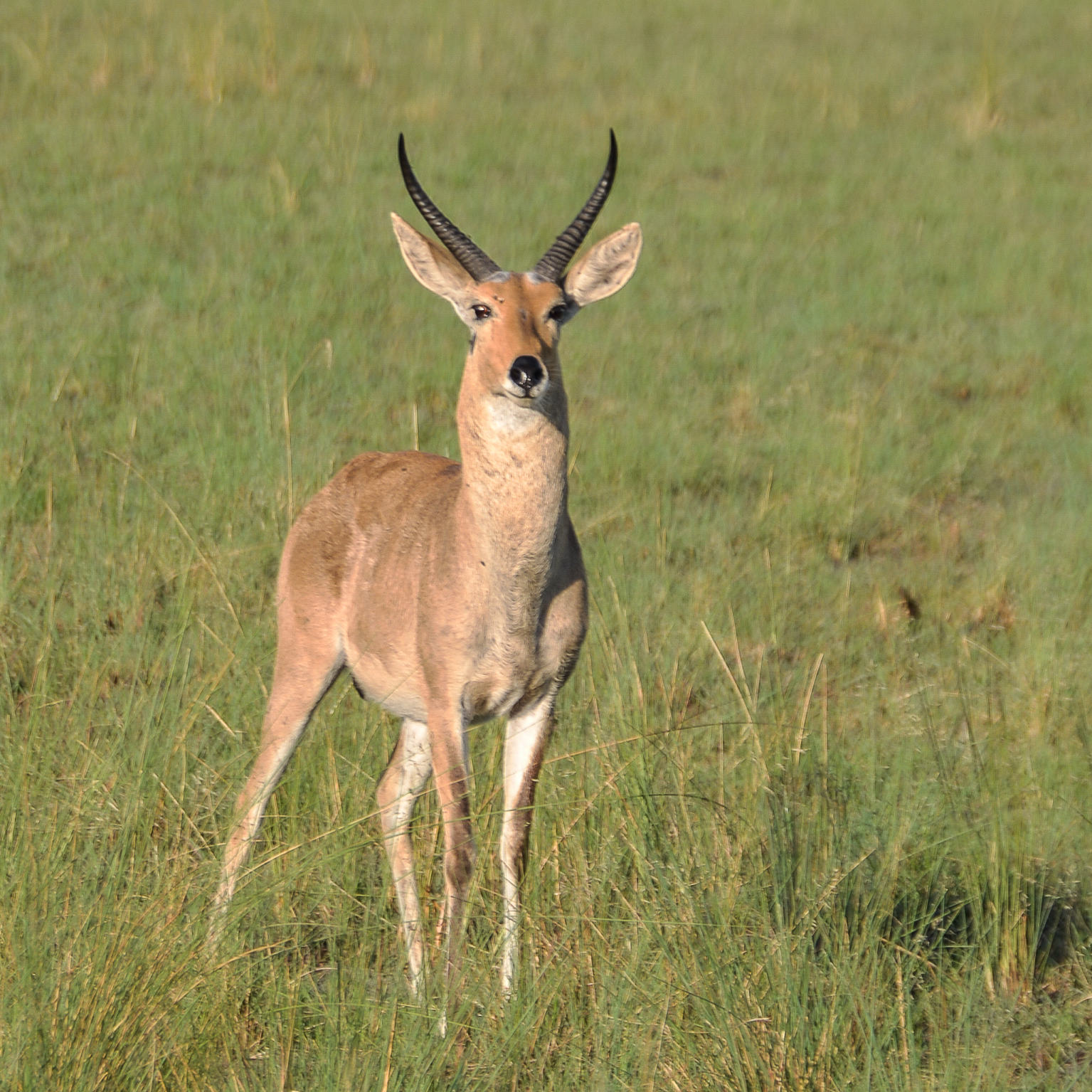 Grand cobe des roseaux ou Redunca (Southern or common reedbuck, Redunca arundinum), mâle adulte, Shinde, Delta de l'Okavango Botswana.